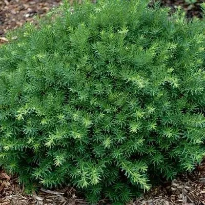 Тис ХИКСИ средний  Тис ХИКСИ средний в Истре