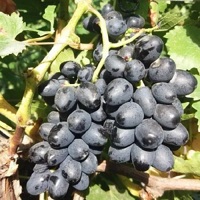 Виноград КИШМИШ АТТИКА  Виноград КИШМИШ АТТИКА в Истре