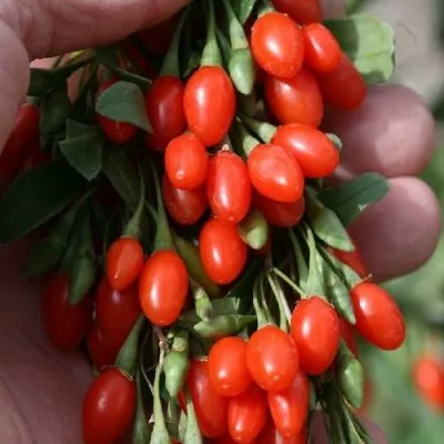 Годжи КОРЕАН БИГ — описание сорта Годжи КОРЕАН БИГ в Истре