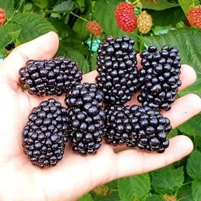 Ежевика ОУАЧИТА бесшипная — описание сорта Ежевика ОУАЧИТА бесшипная в Истре