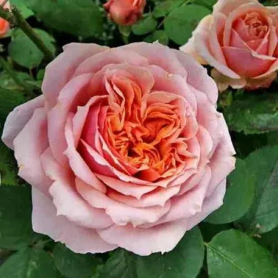 Саженцы роз ПОЛЬ БОКЮЗ шраб  Саженцы роз ПОЛЬ БОКЮЗ шраб в Истре