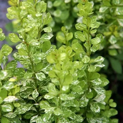 Барбарис ПАУ ВАУ тунберга  Барбарис ПАУ ВАУ тунберга в Истре