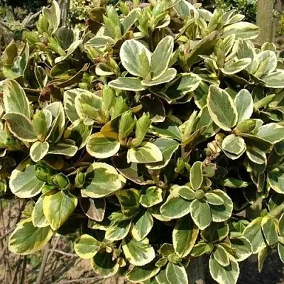 Бересклет КАНАДЕЙЛ ГОЛД   Бересклет КАНАДЕЙЛ ГОЛД  в Истре