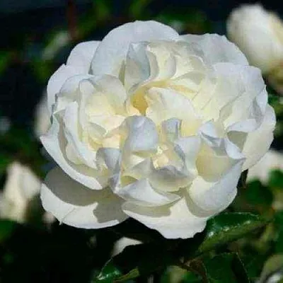 Саженцы роз ВАЙТ МЕЙДИЛАНД почвопокровная  Саженцы роз ВАЙТ МЕЙДИЛАНД почвопокровная в Истре