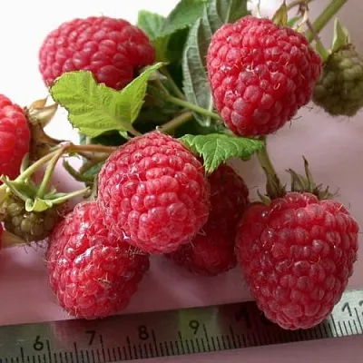 Саженцы малины ремонтантной Примара