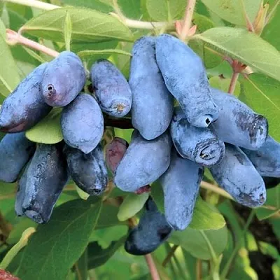 Жимолость съедобная ПАВЛОВСКАЯ  Жимолость съедобная ПАВЛОВСКАЯ в Истре