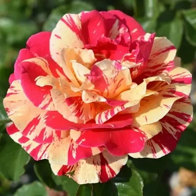 Саженцы роз ВАНИЛЛА ФРАЙЗ плетистая  Саженцы роз ВАНИЛЛА ФРАЙЗ плетистая в Истре