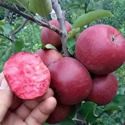 Яблоня РЕД КЕТТИ  Яблоня РЕД КЕТТИ в Истре