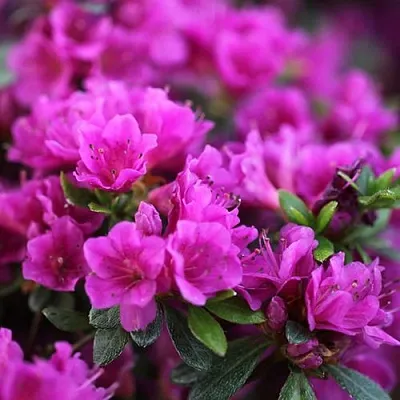 Азалия ХИРОКА японская  Азалия ХИРОКА японская в Истре