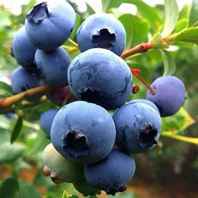 Голубика ДЮК  Голубика ДЮК в Истре