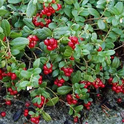 Брусника ЭРТЕЗЕГЕН  Брусника ЭРТЕЗЕГЕН в Истре