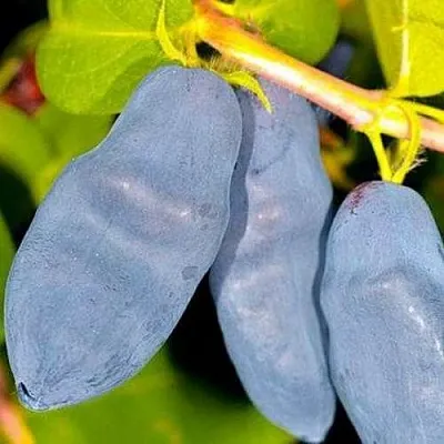 Жимолость съедобная ДЛИННОПЛОДНАЯ  Жимолость съедобная ДЛИННОПЛОДНАЯ в Истре