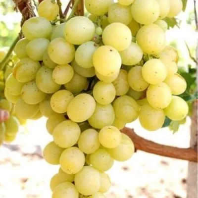 Виноград ТАЛИСМАН в Истре