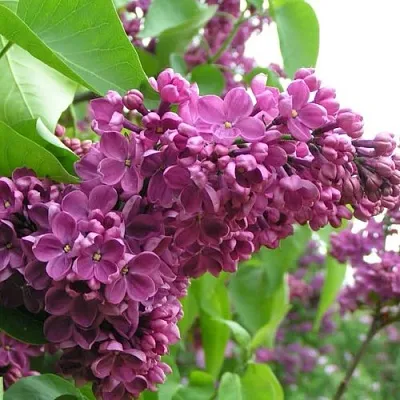 Сирень ДЕНЬ ПОБЕДЫ  Сирень ДЕНЬ ПОБЕДЫ в Истре