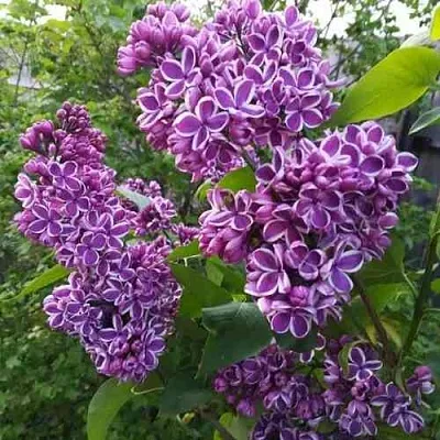 Сирень СЕНСАЦИЯ  Сирень СЕНСАЦИЯ в Истре