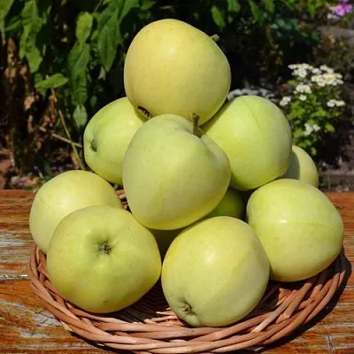 Яблоня ПАПИРОВКА  Яблоня ПАПИРОВКА в Истре