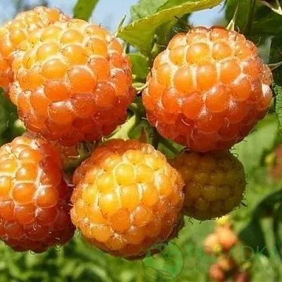 Малина КУМБЕРЛЕНД желтая в Истре