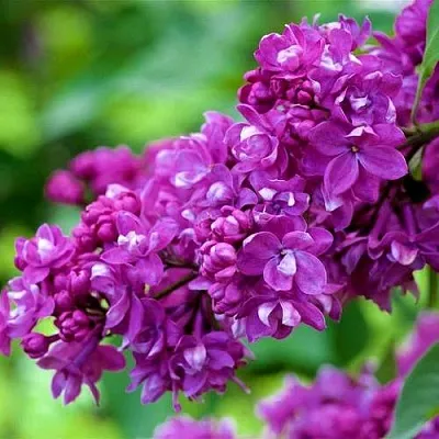 Сирень ОГНИ ДОНБАССА  Сирень ОГНИ ДОНБАССА в Истре