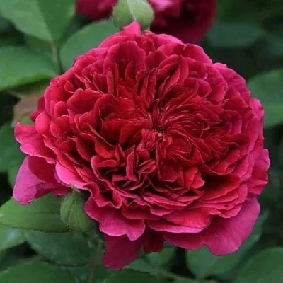 Саженцы роз ТЕСС ОФ ЗЕ ДЭРБЕРВИЛЛЬ английская  Саженцы роз ТЕСС ОФ ЗЕ ДЭРБЕРВИЛЛЬ английская в Истре