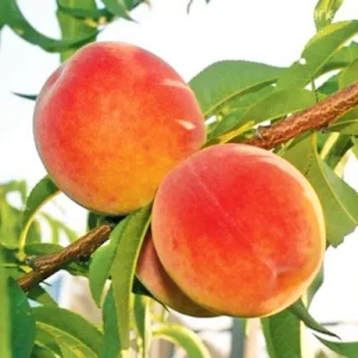 Персик ОНТАРИО — описание сорта Персик ОНТАРИО в Истре