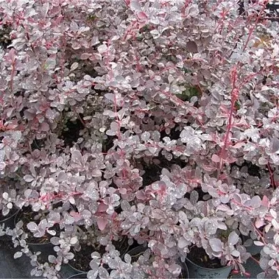 Барбарис СИЛЬВЕР МИЛЕС оттавский   Барбарис СИЛЬВЕР МИЛЕС оттавский  в Истре