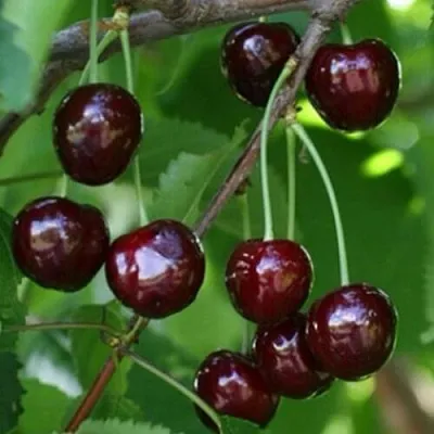 Черешня НАРОДНАЯ  Черешня НАРОДНАЯ в Истре