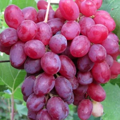 Виноград КИШМИШ ВЕЛЕС в Истре