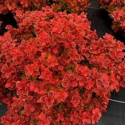 Барбарис РЕД ХОТ ЧИЛИ тунберга  Барбарис РЕД ХОТ ЧИЛИ тунберга в Истре