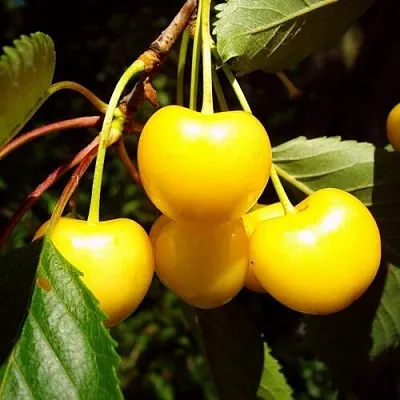 Черешня ЖУРБА  Черешня ЖУРБА в Истре