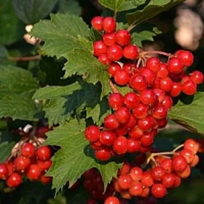 Калина  Калина в Истре