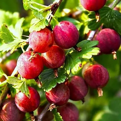 Крыжовник САДКО  Крыжовник САДКО в Истре