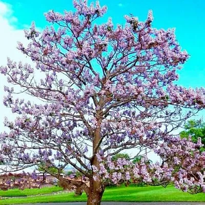 Павловния  Павловния в Истре