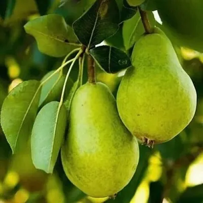 Груша СЕВЕРЯНКА колонновидная в Истре