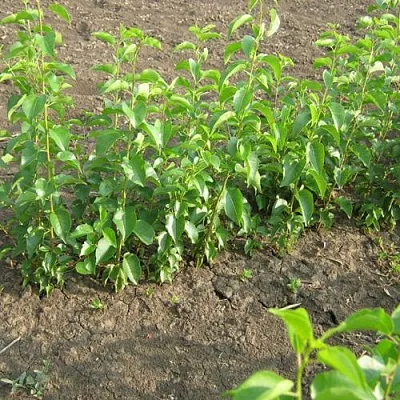 Подвой вишни АНТИПКА  Подвой вишни АНТИПКА в Истре