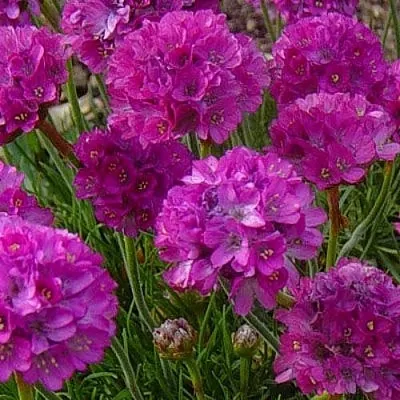 Армерия МОНИНГ СТАР ДИП РОУЗ в Истре