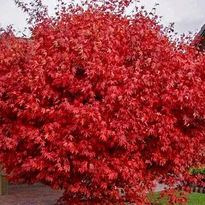 Клен гиннала  в Истре