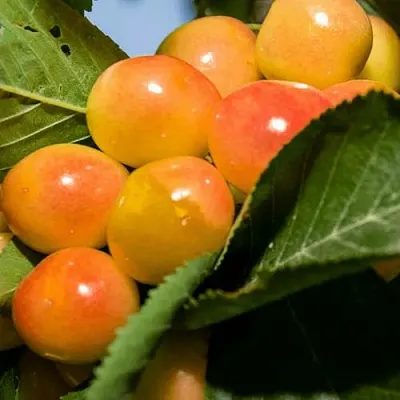 Дюк (черевишня) БЕЛОЧКА  Дюк (черевишня) БЕЛОЧКА в Истре