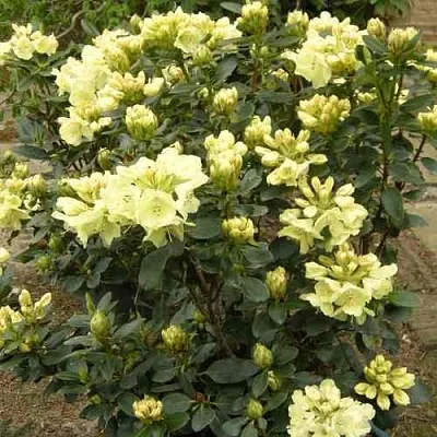 Рододендрон ГОЛДКРОН в Истре