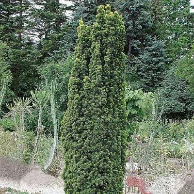 Тис ФАСТИГИАТА РОБУСТА  ягодный   Тис ФАСТИГИАТА РОБУСТА  ягодный  в Истре