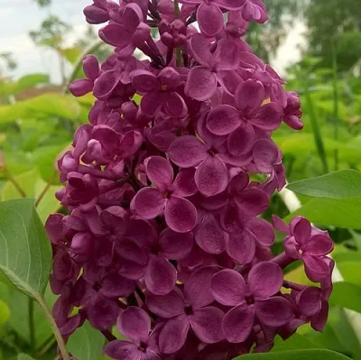 Сирень ИНДИЯ  Сирень ИНДИЯ в Истре