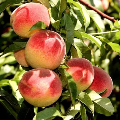 Персик НОВОСЕЛКОВСКИЙ — описание сорта Персик НОВОСЕЛКОВСКИЙ в Истре