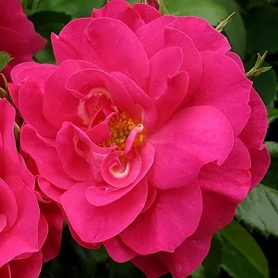 Саженцы роз ДЖОРДЖ ВАНКУВЕР флорибунда  Саженцы роз ДЖОРДЖ ВАНКУВЕР флорибунда в Истре