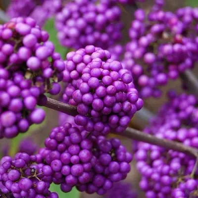 Красивоплодник в Истре