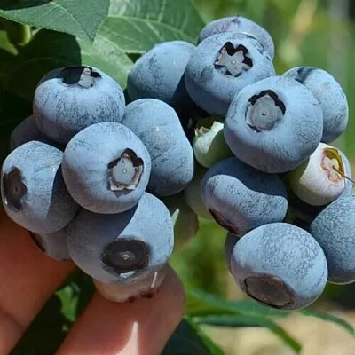 Голубика НЕЛЬСОН  Голубика НЕЛЬСОН в Истре