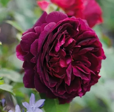 Саженцы роз МАНСТЕД ВУД английская  Саженцы роз МАНСТЕД ВУД английская в Истре