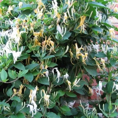 Жимолость ХАЛЛИАНА японская (Хелиана) в Истре