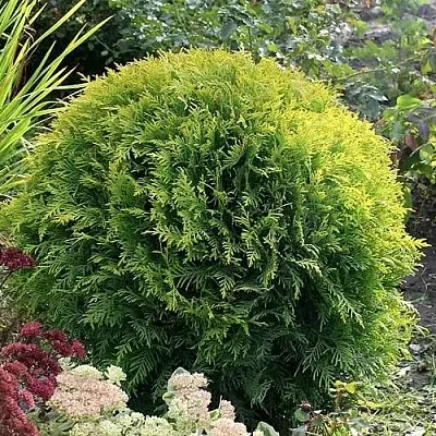 Туя ЕЛЛОУ ГЛОБ западная  Туя ЕЛЛОУ ГЛОБ западная в Истре