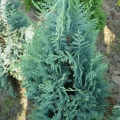 Кипарисовик КОЛУМНАРИС лавсона в Истре