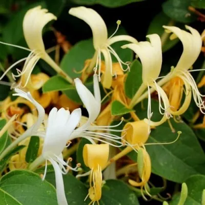 Жимолость ХАЛЛИАНА японская (Хелиана) в Истре