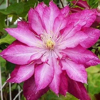 Клематис КАЕН  Клематис КАЕН в Истре